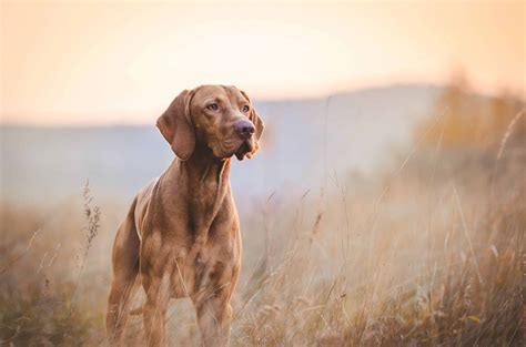 Hunting Dog Profile The Graceful Genial Smooth Coated Hungarian