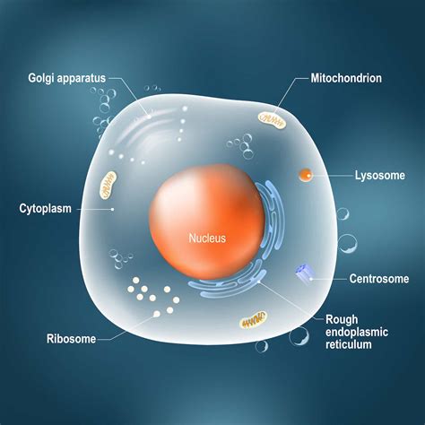 What Is Mrna The Messenger Molecule Thats Been In Every Living Cell