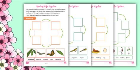 Ks1 Spring Life Cycle Activity Sheet Teacher Made Twinkl