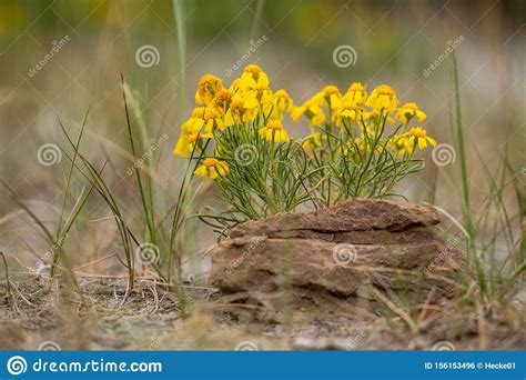 Flowers Of The Dinosaur Provincial Park Canada Stock Photo Image Of