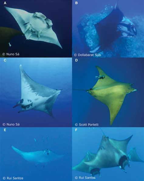 Identifying Chilean Devil Rays In The Azores Archipelago Reef