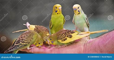 Birds Parakeet Budgie Or Budgerigar Green And Yellow Color Stock