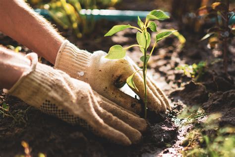 Tending To Your Garden Juniper Wealth Management