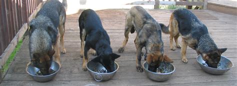 So you're toying with the idea of getting a german shepherd puppy! ZimmerHoff German Shepherds | German Shepherd Breeder in ...