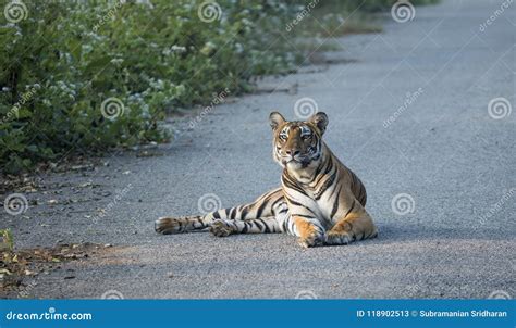 Tiger Sitting On The Road Stock Image Image Of Tiger