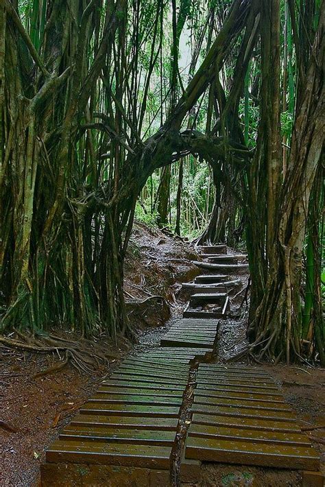 Doorway To An Enchanted Rain Forest By Photosbyflood Trail To Manoa