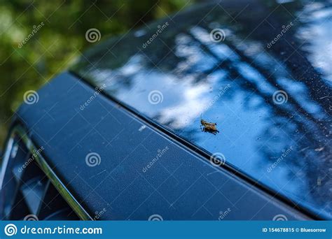 Fly Insect Resting On A Leaf Stock Image Image Of Blur Nonwhite