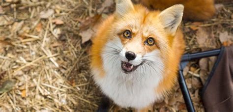 Red Foxes Exotic Pet Wonderland