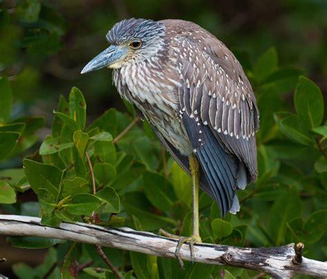 Which Juvenile Heron Help Me Identify A North American Bird