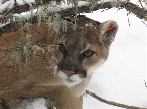 Event Working With State Agencies Wildlife Commission Reform 1011