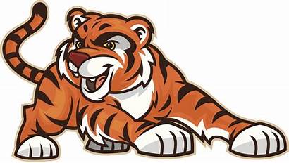 Tiger Cub Clipart Vector Cubs Greencastle Mascot
