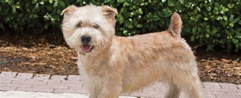 Glen Of Imaal Terrier Dog Breed Profile Petfinder