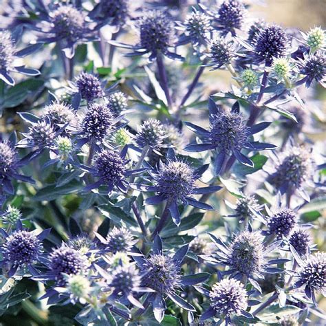 Eryngium Planum ‘blue Hobbit Sea Holly Middleton Nurseries