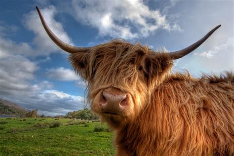 All You Need To Know About Highland Cattle Walking