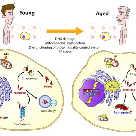The Aging Cell Important Cellular Processes Are Affected During
