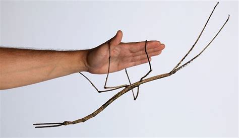Stick Insect Found In Southern China Is Declared Worlds Longest Insect