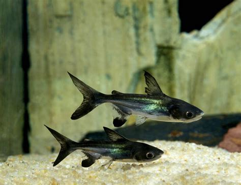 Freshwater Tank Sharks • 11 Types Care And Tank Mates