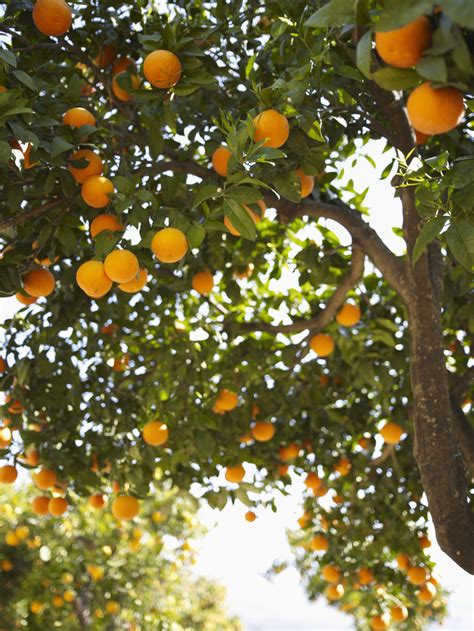What fertilizer does, is add nutrients to the soil your plants are growing in, if. How to Water and Fertilize Orange Trees | Home Guides | SF ...