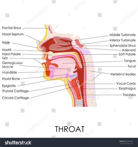 Vector Illustration Of Human Throat Anatomy Shutterstock