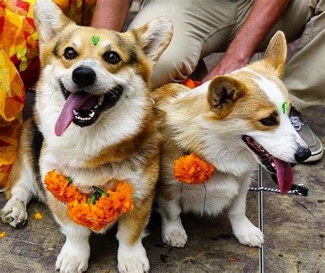 Nepalese Hindus Celebrate Dogs For Their Version Of Diwali Called Kukur