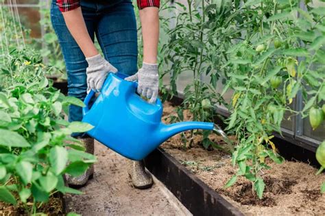 When To Water Your Vegetable Garden Dyi Guide For Beginners