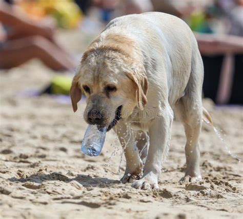 A Dog Drinks Water From A Bottle Stock Photo Image Of Doggy Animal