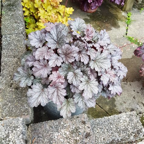 Heuchera Silver Scrolls Alumroot Silver Scrolls In Gardentags