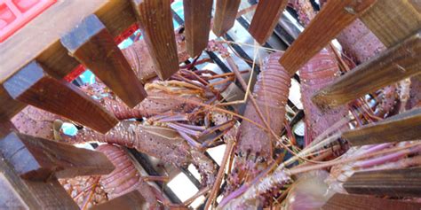 Tasmanian Scientists Claim Breakthrough In Rock Lobster Farming