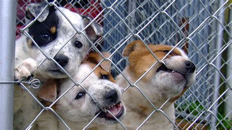 Is Cobb County Humane Society A No Kill Shelter Animal Shelters