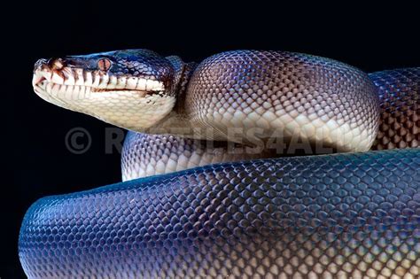 Reptiles4all Leiopython Hoserae Southern White Lipped Python Papua