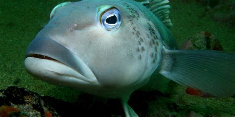 We did not find results for: New Zealand Sea Fish Species