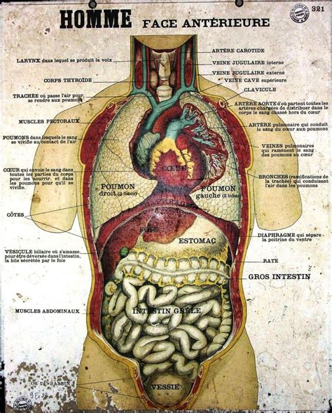 13 Best Vintage Science Posters Images On Pinterest Human Anatomy