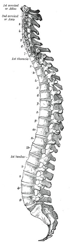 Coluna Vertebral Sistema Esquelético Humano Infoescola