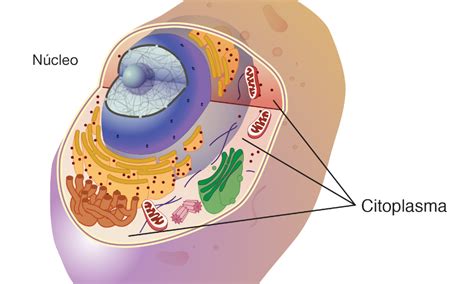 Citoplasma Explicaci N Y Ejemplos Mi Apunte Escolar
