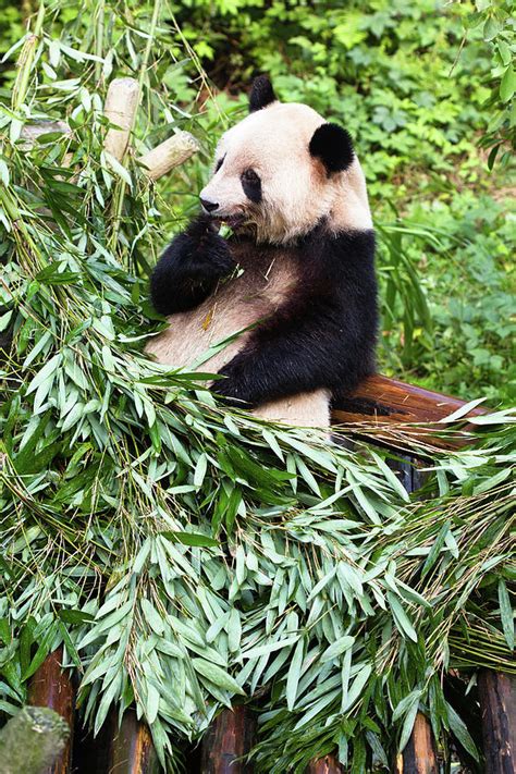 Panda Photograph By Pengpeng Fine Art America