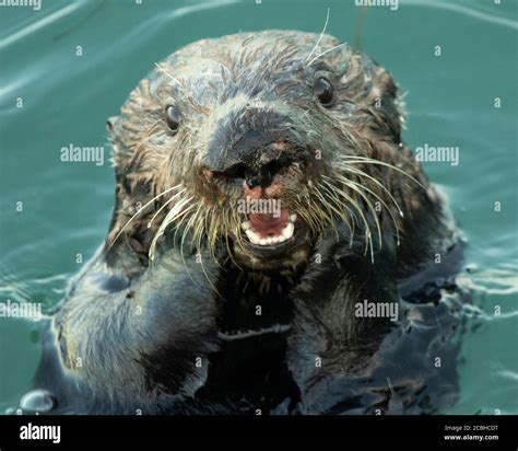 A Sea Otter Shocked Stock Photo Alamy
