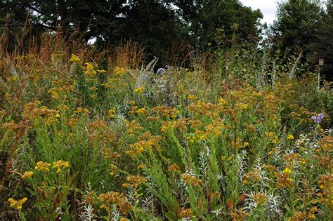 Gardening With Native Plants Fall Practices And