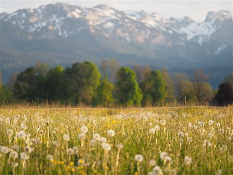 Meadow Field Grassland Pasture Alps Dandelions Bavaria Ger Flickr