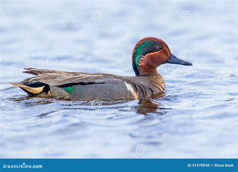 Green Winged Teal Stock Photo Image Of Green Swim Speculum 41970938