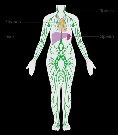 Printable Diagram Of Lymphatic System Diagram Media