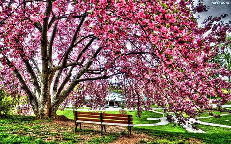 Wiosna Park Kwitnące Drzewo Ławka