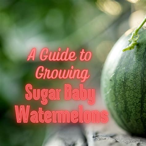 How To Grow Sugar Baby Watermelons Dengarden