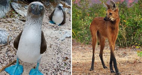 10 Truly Unique Animals You Wont Believe Actually Exist