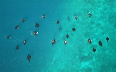 Ray Of Hope One Place Where Reef Manta Rays Are Thriving