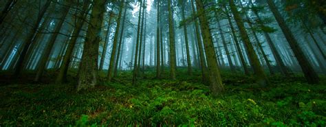 Free Photo Forrest Forest Green Nature Free Download Jooinn
