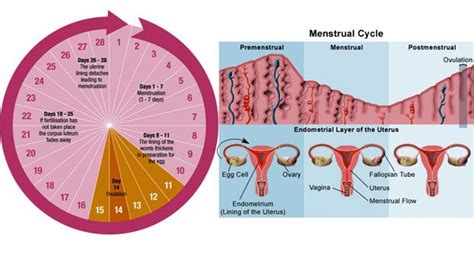 Best Menstrual Cycle Images On Pinterest Women S Health Health Fitness And Menstrual Cycle