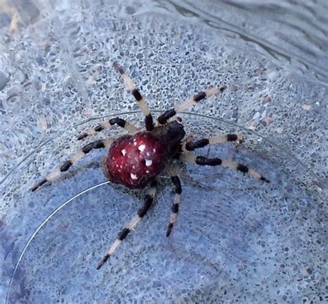 Round Red Back Four Large White Spots Spider With Hairy Striped Bw