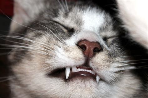 Find the perfect cat teeth open image. Cat teeth | Flickr - Photo Sharing!