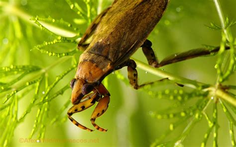 Insect Wallpaper Myrmecos