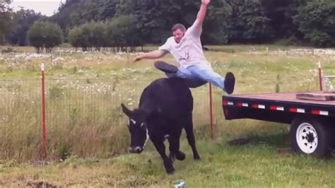 Crazy People Riding Animals Very Funny Youtube